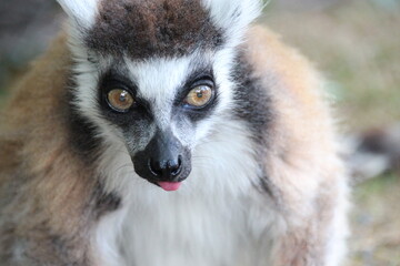Fototapeta premium ring-tailed lemur in a zoo in france 