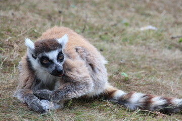 Fototapeta premium ring-tailed lemur in a zoo in france 