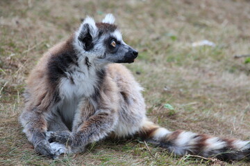 Fototapeta premium ring-tailed lemur in a zoo in france 