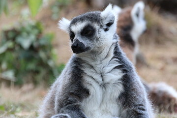 Fototapeta premium ring-tailed lemur in a zoo in france 