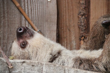 Obraz premium sloth in a zoo in france 