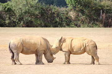 baby white rhinoceros in a zoo in france  © frdric