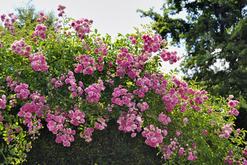 Fototapeta premium Pink and White Flowers Blooming in a Beautiful Garden with Lush Green Leaves and Vibrant Spring Nature