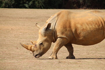 white rhinoceros in a zoo in france  © frdric