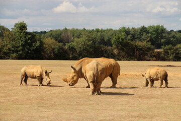 white rhinoceros in a zoo in france  © frdric