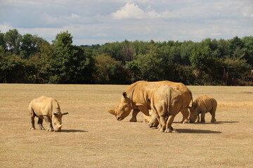 white rhinoceros in a zoo in france  © frdric
