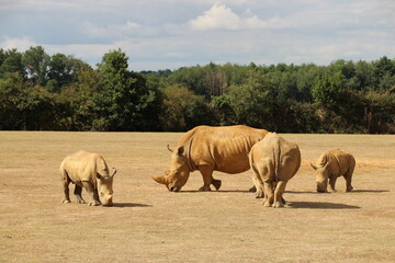 white rhinoceros in a zoo in france  © frdric
