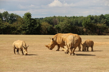 white rhinoceros in a zoo in france  © frdric