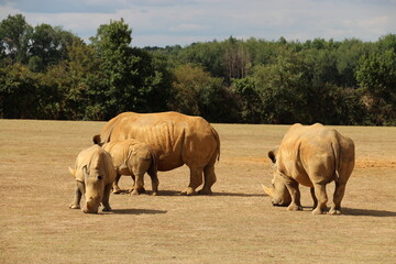 white rhinoceros in a zoo in france  © frdric