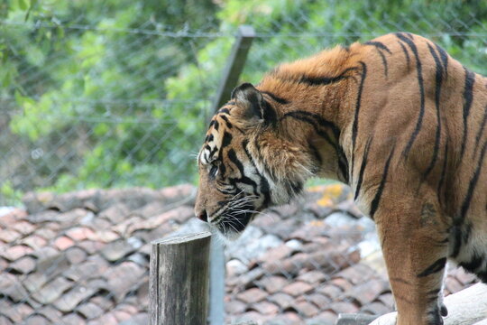 sumatran tiger in a zoo in france 