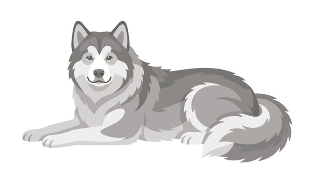 Alaskan Malamute Dog Illustration Lying Down in Flat Vector Style Isolated on White