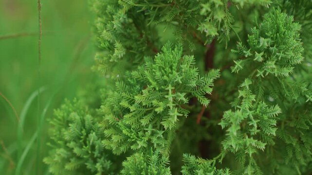 Closeup green conifer sapling with dewy needles and soft bokeh. Suburban backyard setting, slender grass stems, shallow depth of field, textured foliage study, morning light, calm natural mood.