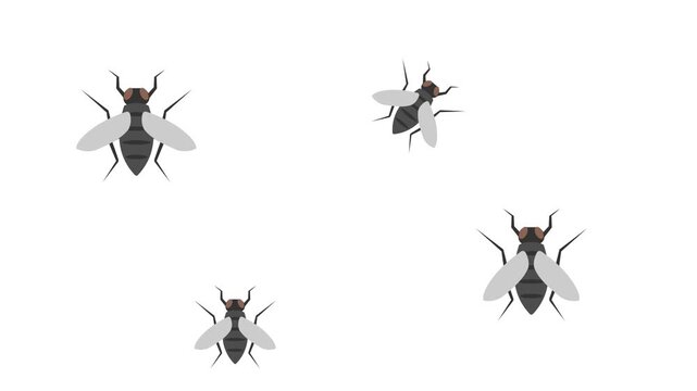 Flies Swarm Insect Animation Vector Clip Art isolated on White Background