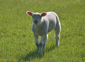 Lamb in a field on Pendle Hill near Sabden in Lancashire © davidyoung11111