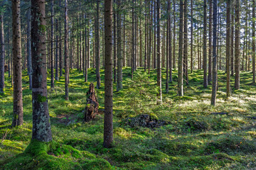 Fototapeta premium Spruce forest with green moss covered forest floor