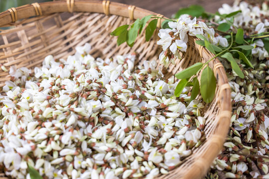 Fresh white locust blossoms with green leaves fill a woven bamboo basket, showcasing natural seasonal produce.