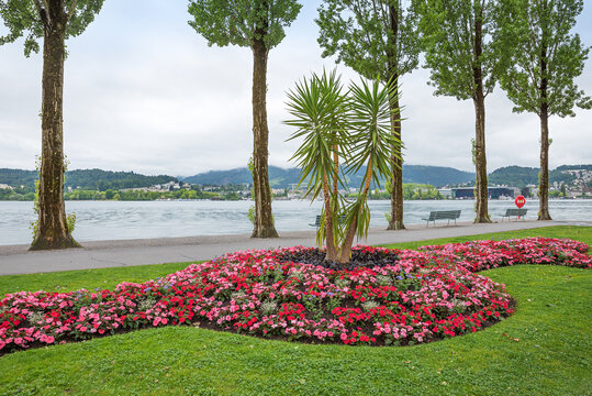 lakeside promenade Luzern with poplar trees and flower bed with red and pink impatiens