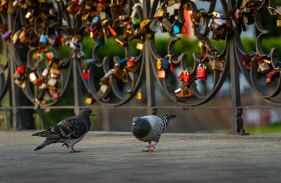 Two pigeons beside colorful love locks on Eiserner Steg bridge in Frankfurt, Germany