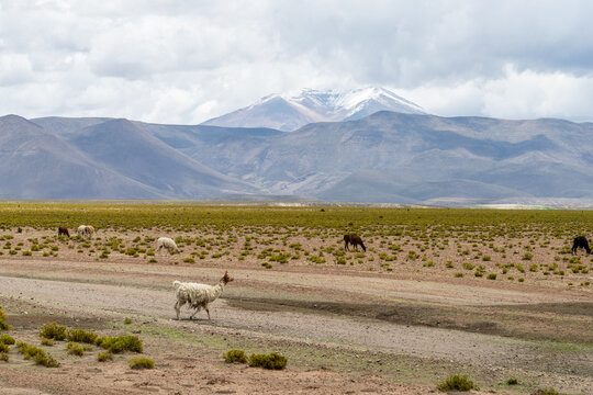 Llamas grazing beside an altiplano road below snow-capped mountains, Sud L&iacute;pez, Potos&iacute;, Bolivia