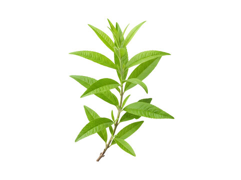 Fresh green lemon verbena leaves on twig for herbal tea.