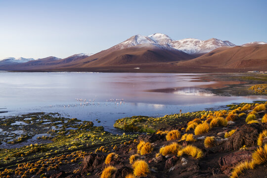 Volcano reflected in a pink altiplano lagoon at dawn, Laguna Colorada, Sud L&iacute;pez, Potos&iacute;, Bolivia