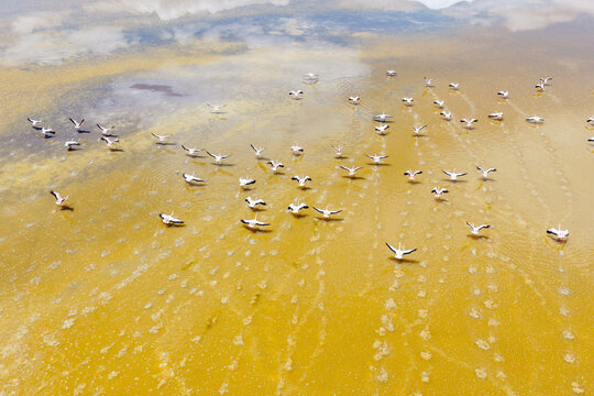 Abstract aerial view of flamingos over a golden altiplano lagoon, Sud L&iacute;pez, Potos&iacute;, Bolivia