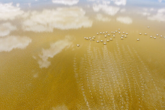 Abstract aerial view of a golden lagoon with flamingos and cloud reflections, Sud L&iacute;pez, Potos&iacute;, Bolivia
