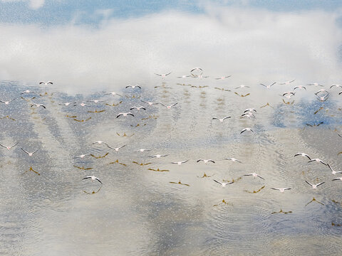 Abstract aerial view of flamingos flying over a pale lagoon, Sud L&iacute;pez, Potos&iacute;, Bolivia