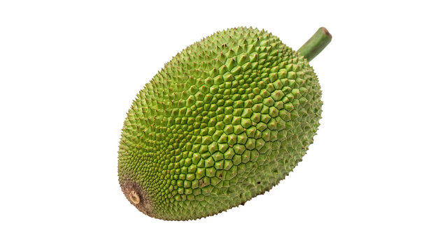 Whole fresh green jackfruit exotic tropical food item isolated on transparent background cut out