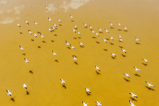 Aerial view of flamingos scattered on a golden lagoon, Sud L&iacute;pez, Potos&iacute;, Bolivia