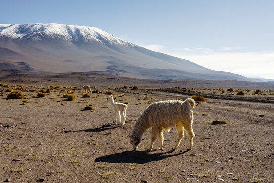 Lama grazing with its baby below a snow-capped mountain, Sud L&iacute;pez, Potos&iacute;, Bolivia