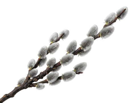 Pussy willow branch with fluffy catkins isolated on cutout.