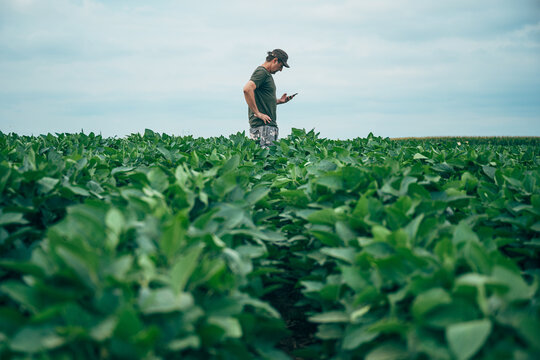 Agronomist standing in a healthy soybean field while checking data on a mobile phone. Agricultural technology, farm productivity and sustainable farming theme.