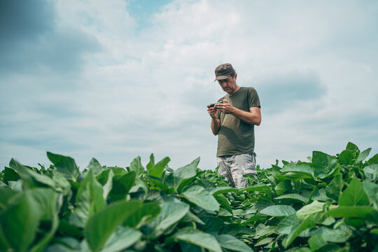 Agronomist standing in a healthy soybean field while checking data on a mobile phone.