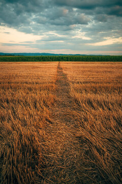 Vertical shot of a narrow dirt path cutting through a golden harvested wheat field toward a green cornfield at sunset.