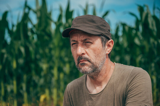 Experienced male farmer surveying a thriving maize field during the growing season. Agricultural expertise, food production and sustainable farming theme.