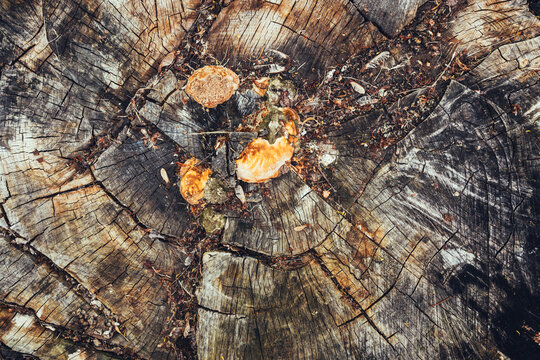 A close-up of an aged tree stump with orange mushrooms growing among cracked growth rings and weathered wood texture