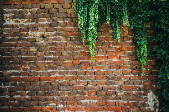 Weathered red brick wall partially covered by lush green ivy vines hanging down from above