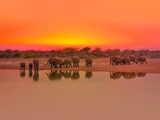 A group of elephant families go to the water's edge for a drink at sunset - African elephants standing near lake in Etosha National Park, Namibia © muratart