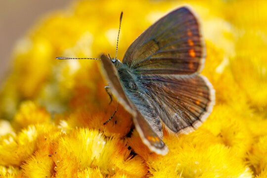 Butterfly perches on bright yellow flower cluster