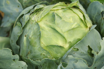 Fototapeta premium Fresh green cabbage head with layered leaves