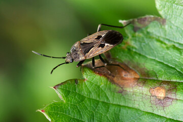 Obraz premium Close-up of a true bug on a green leaf