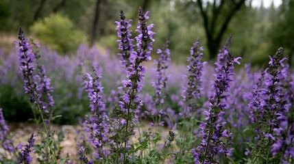 Obraz premium Tall purple flowering plants sway gently in a natural woodland setting under soft diffused light