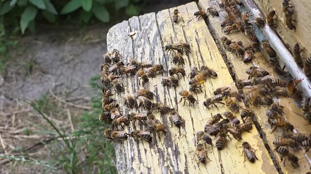 Bees at the entrance to the hive during hot weather.
By flapping their wings, bees ventilate and cool the hive.
