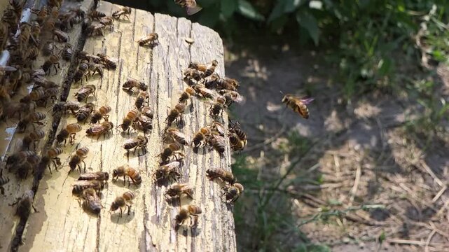 Bees at the entrance to the hive during hot weather.
By flapping their wings, bees ventilate and cool the hive.