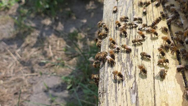 Bees at the entrance to the hive during hot weather.
By flapping their wings, bees ventilate and cool the hive.