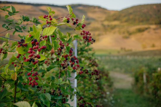 Blackberry farm on a beautiful hill. 