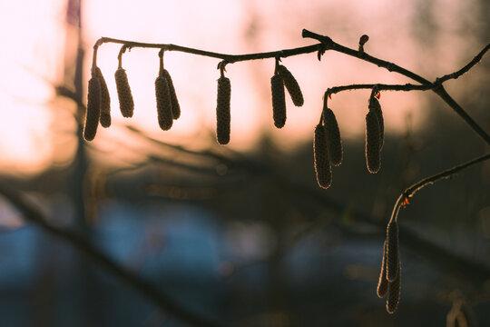 Early spring hazel catkins on a branch. The buds on the branches, illuminated by the sunset, have a warm bokeh background. A beautiful nature photo.