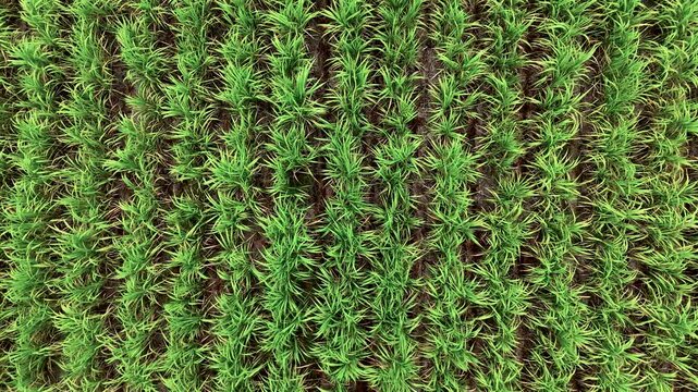 Drone footage, Aerial view rows of young green rice plants growing in a cultivated agricultural field, viewed directly from above with visible soil between plants
