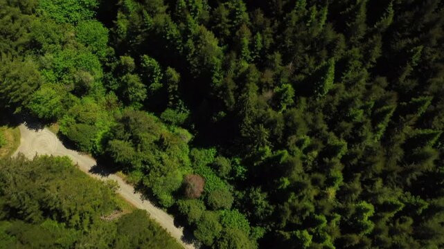 Drone shot showing a forest full of pine trees near Portland Oregon